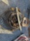 CONTENTS OF PALLET VARIOUS TRUCK PARTS