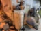 ELECTRIC AIR COMPRESSOR