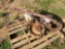 COLE MANUFACTURING CO. ONE ROW PLANTER & ROTO TILLER ATTACHMENT