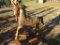Teak Wood Rocking Chair