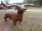 Metal Texas Longhorn Grill