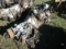 (4118) GM 8 Cylinder Gas Motor (Salvage)
