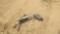 IRRIGATION RAIN GUN,