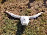 354C- LONG HORN SKULL