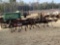 10 FOOT FIELD CULTIVATOR,