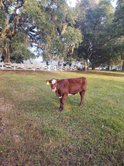 LOT OF 3 RED & WHITE FACE HEIFERS