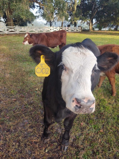 LOT OF 3 HEIFERS