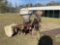 266 - 2 - ROW COLE PLANTERS ON 2 ROW CULTIVATOR,