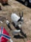 687 - ABSOLUTE - 3 GOATS