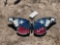 698 - ABSOLUTE- BUTTERFLY SIGN