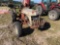 827 - ABSOLUTE - 8-N FORD TRACTOR