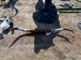 721 - ABSOLUTE - TEXAS LONGHORN