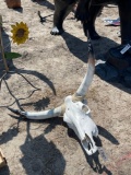 722 - ABSOLUTE - LONG HORN SKULL