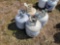 2580 - 20LB LP GAS TANKS (4)