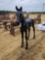 2220 - CAST ALUM HORSE