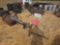 2910 - CLAY PIGEON THROW WITH SEAL
