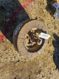 2599 - TAIL WHEEL