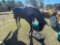 911 - ABSOLUTE - CAST HORSE