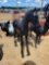 551 - ABSOLUTE - CAST ALUMINUM HORSE