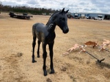 1729 - ABSOLUTE - CAST HORSE