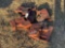 200 - (9) INTERNATIONAL HARVESTOR TRACTOR WEIGHTS
