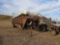 766 - GOOSENECK LIVESTOCK TRAILER 2020