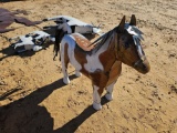 2138 - ABSOLUTE - METAL HORSE
