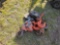 2916 - CHAIN HOIST / COM A LONG