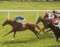 A Dick Hern signed colour photograph of Nashwan winning the 1989 2,000 Guin