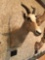White Blesbok Antelope