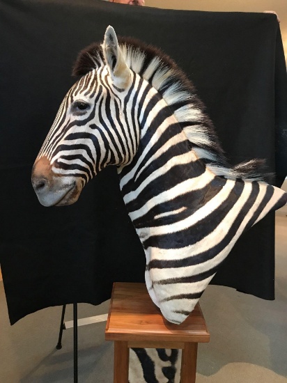 Zebra, left facing