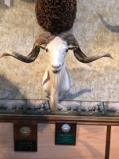 White Corsican Sheep