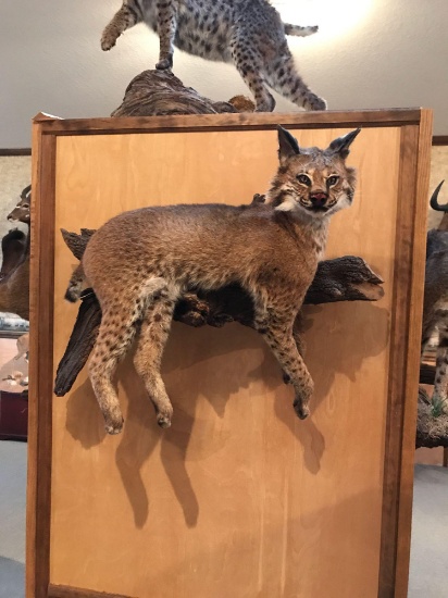 Bobcat