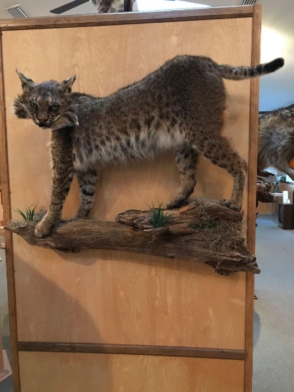 Bobcat