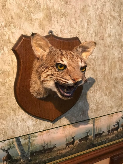 Bobcat Head