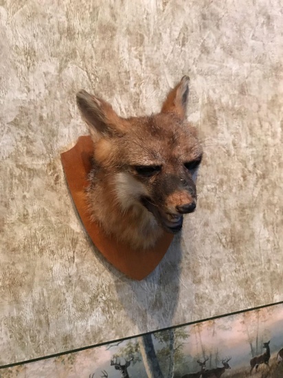 Red Fox Head