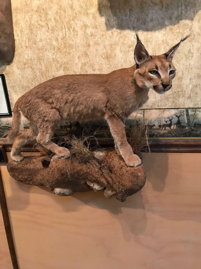 Caracal Cat For Sale Florida