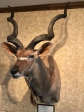 Typical Native Greater Kudu
