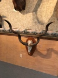 Kudu skull and horns
