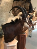 Sable Antelope (Hippotragus niger niger)