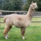 LibertyAlpacas Poised for Glory