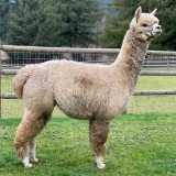 LibertyAlpacas Poised for Glory