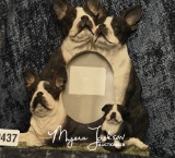 Boston Terrier Frame