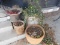 POTTED PLANTS