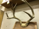 Deer Antlers on Taxidermy Board