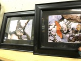 2 Framed Butterfly Photos by Local Artist