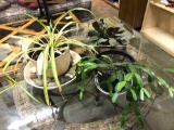3 Real House Plants