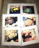 Large Lot of Framed Sea Life Photos 14