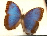 Mounted Butterfly