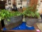 Vintage Metal Buckets with Plants